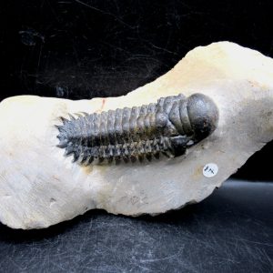 Genuine Devonian Age Crotalocephalina Trilobite Fossils for Sale from Morocco #9