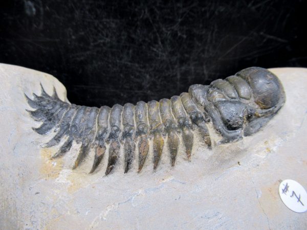 Morocco Devonian Crotalocephalina Trilobite 9b | Fossils for Sale Genuine Devonian Age Crotalocephalina Trilobite Fossils for Sale from Morocco #9b