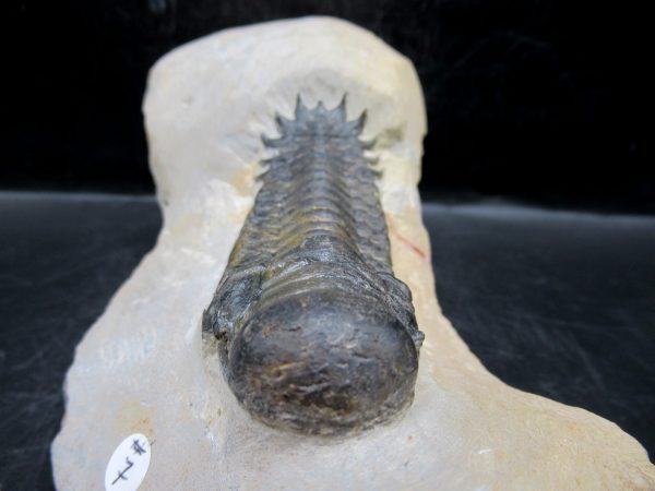 Morocco Devonian Crotalocephalina Trilobite 9c | Fossils for Sale Genuine Devonian Age Crotalocephalina Trilobite Fossils for Sale from Morocco #9c
