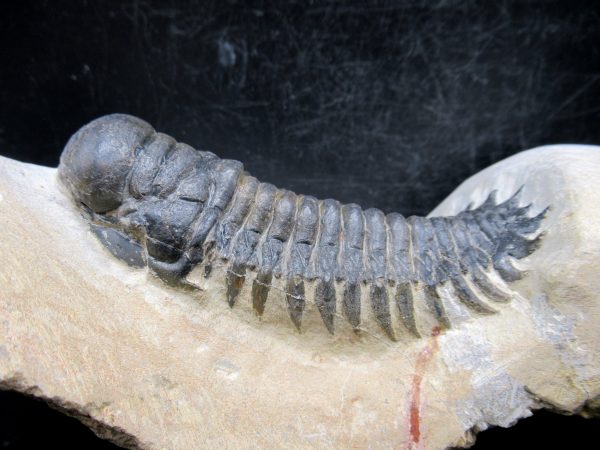 Morocco Devonian Crotalocephalina Trilobite 9d | Fossils for Sale Genuine Devonian Age Crotalocephalina Trilobite Fossils for Sale from Morocco #9d