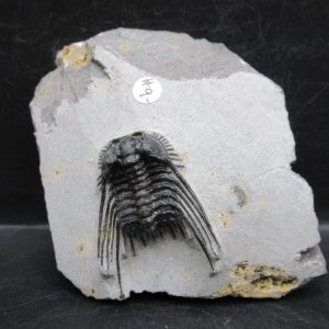 Genuine Devonian Age Leonaspis Trilobite Fossils for Sale from Morocco #10