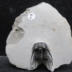Genuine Devonian Age Leonaspis Trilobite Fossils for Sale from Morocco #11