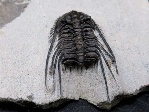 Morocco Devonian Leonaspis Trilobite 11a | Fossils for Sale Genuine Devonian Age Leonaspis Trilobite Fossils for Sale from Morocco #11a