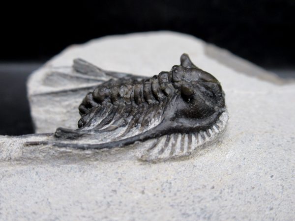 Morocco Devonian Leonaspis Trilobite 11b | Fossils for Sale Genuine Devonian Age Leonaspis Trilobite Fossils for Sale from Morocco #11b