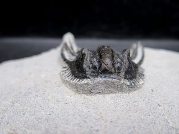 Morocco Devonian Leonaspis Trilobite 11c | Fossils for Sale Genuine Devonian Age Leonaspis Trilobite Fossils for Sale from Morocco #11c