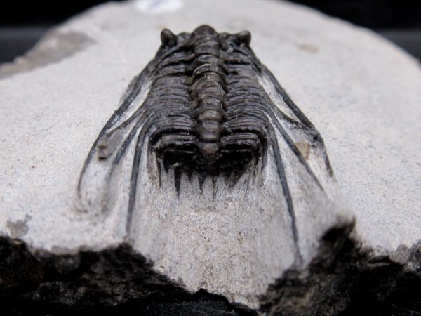 Morocco Devonian Leonaspis Trilobite 11e | Fossils for Sale Genuine Devonian Age Leonaspis Trilobite Fossils for Sale from Morocco #11e