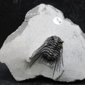 Genuine Devonian Age Leonaspis Trilobite Fossils for Sale from Morocco #13