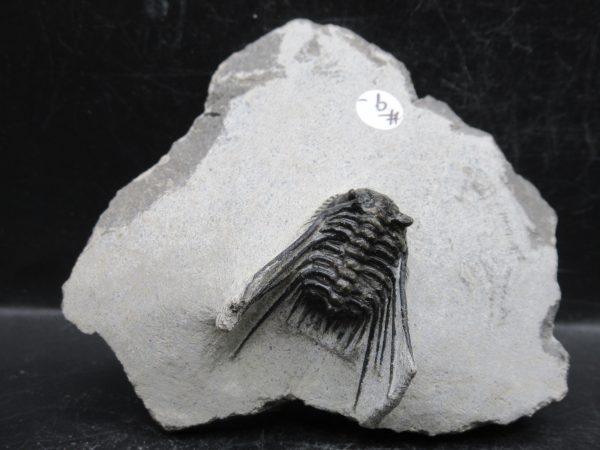 Morocco Devonian Leonaspis Trilobite 13 | Fossils for Sale Genuine Devonian Age Leonaspis Trilobite Fossils for Sale from Morocco #13