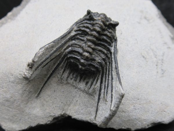 Morocco Devonian Leonaspis Trilobite 13a | Fossils for Sale Genuine Devonian Age Leonaspis Trilobite Fossils for Sale from Morocco #13a