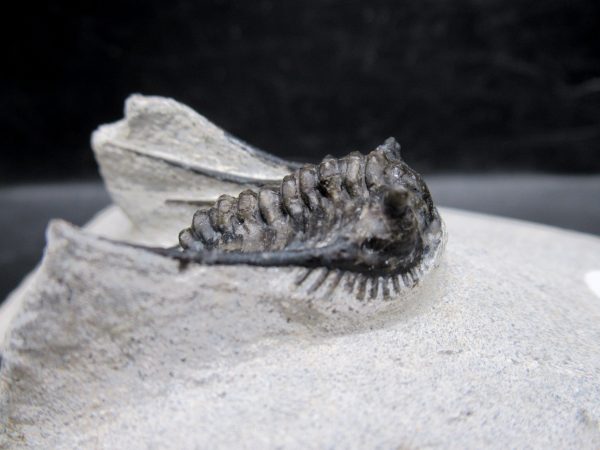 Morocco Devonian Leonaspis Trilobite 13b | Fossils for Sale Genuine Devonian Age Leonaspis Trilobite Fossils for Sale from Morocco #13b