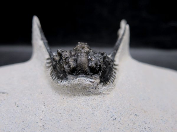 Morocco Devonian Leonaspis Trilobite 13c | Fossils for Sale Genuine Devonian Age Leonaspis Trilobite Fossils for Sale from Morocco #13c