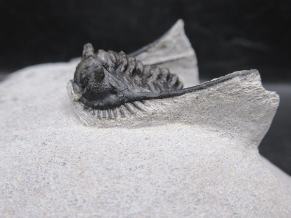 Morocco Devonian Leonaspis Trilobite 13d | Fossils for Sale Genuine Devonian Age Leonaspis Trilobite Fossils for Sale from Morocco #13d