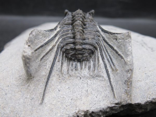 Morocco Devonian Leonaspis Trilobite 13e | Fossils for Sale Genuine Devonian Age Leonaspis Trilobite Fossils for Sale from Morocco #13e