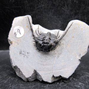 Genuine Devonian Age Leonaspis Trilobite Fossils for Sale from Morocco #14