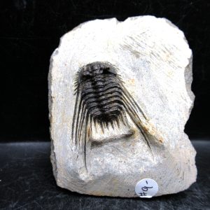 Genuine Devonian Age Leonaspis Trilobite Fossils for Sale from Morocco #7