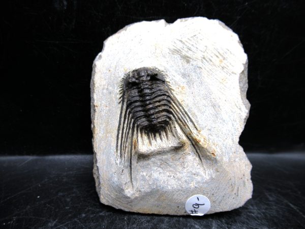 Morocco Devonian Leonaspis Trilobite 7 | Fossils for Sale Genuine Devonian Age Leonaspis Trilobite Fossils for Sale from Morocco #7