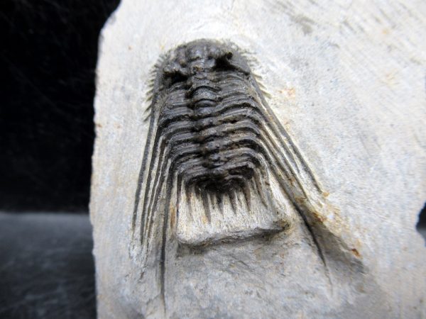 Morocco Devonian Leonaspis Trilobite 7a | Fossils for Sale Genuine Devonian Age Leonaspis Trilobite Fossils for Sale from Morocco #7a