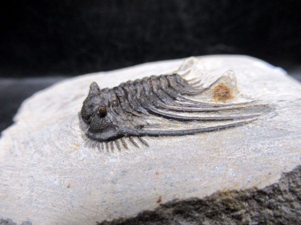 Morocco Devonian Leonaspis Trilobite 7b | Fossils for Sale Genuine Devonian Age Leonaspis Trilobite Fossils for Sale from Morocco #7b