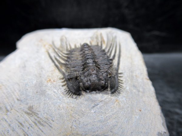 Morocco Devonian Leonaspis Trilobite 7c | Fossils for Sale Genuine Devonian Age Leonaspis Trilobite Fossils for Sale from Morocco #7c