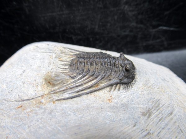 Morocco Devonian Leonaspis Trilobite 7d | Fossils for Sale Genuine Devonian Age Leonaspis Trilobite Fossils for Sale from Morocco #7d