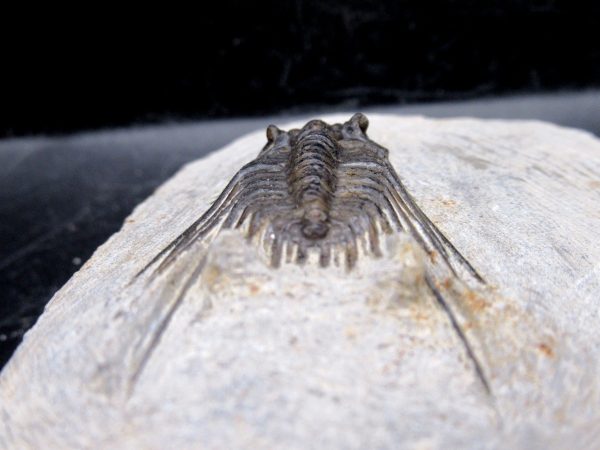 Morocco Devonian Leonaspis Trilobite 7e | Fossils for Sale Genuine Devonian Age Leonaspis Trilobite Fossils for Sale from Morocco #7e