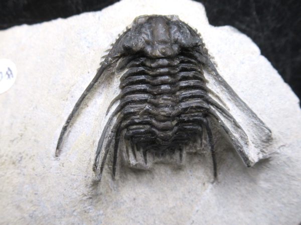 Morocco Devonian Leonaspis Trilobite 8a | Fossils for Sale Genuine Devonian Age Leonaspis Trilobite Fossils for Sale from Morocco #8a