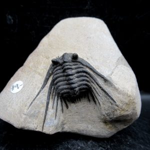 Morocco Devonian Leonaspis Trilobite 9 | Fossils for Sale Genuine Devonian Age Leonaspis Trilobite Fossils for Sale from Morocco #9