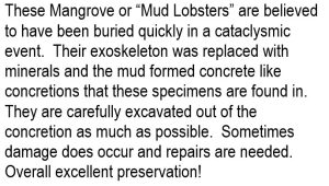 Mud Lobster Information
