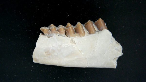 Nebraska Oligocene Mesohippus 3-Toed Horse Jaw Section 32a | Fossils for Sale Genuine Oligocene Age Mesohippus 3-Toed Horse Jaw Section Fossil for Sale from Nebraska #32a