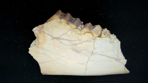 Nebraska Oligocene Mesohippus 3-Toed Horse Jaw Section 33a | Fossils for Sale Genuine Oligocene Age Mesohippus 3-Toed Horse Jaw Section Fossil for Sale from Nebraska #33a