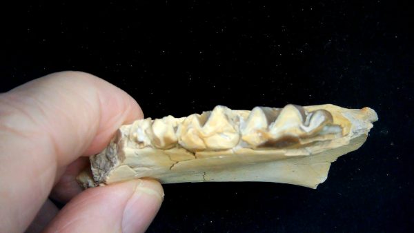 Nebraska Oligocene Mesohippus 3-Toed Horse Jaw Section 33c | Fossils for Sale Genuine Oligocene Age Mesohippus 3-Toed Horse Jaw Section Fossil for Sale from Nebraska #33c