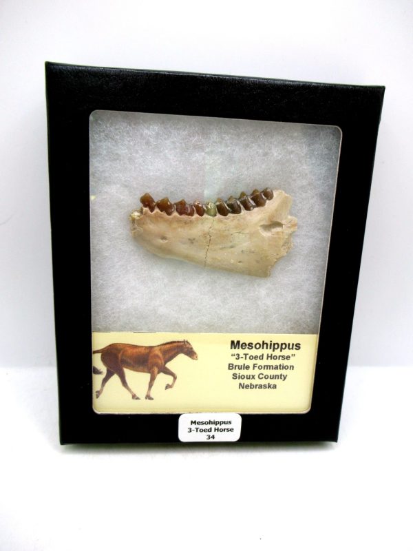 Nebraska Oligocene Mesohippus 3-Toed Horse Jaw Section 34 | Fossils for Sale Genuine Oligocene Age Mesohippus 3-Toed Horse Jaw Section Fossil for Sale from Nebraska #34