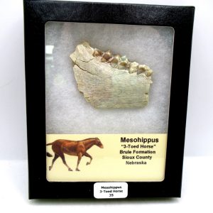 Genuine Oligocene Age Mesohippus 3-Toed Horse Jaw Section Fossil for Sale from Nebraska #35