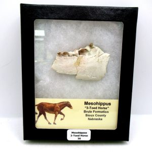 Genuine Oligocene Age Mesohippus 3-Toed Horse Jaw Section Fossil for Sale from Nebraska #36