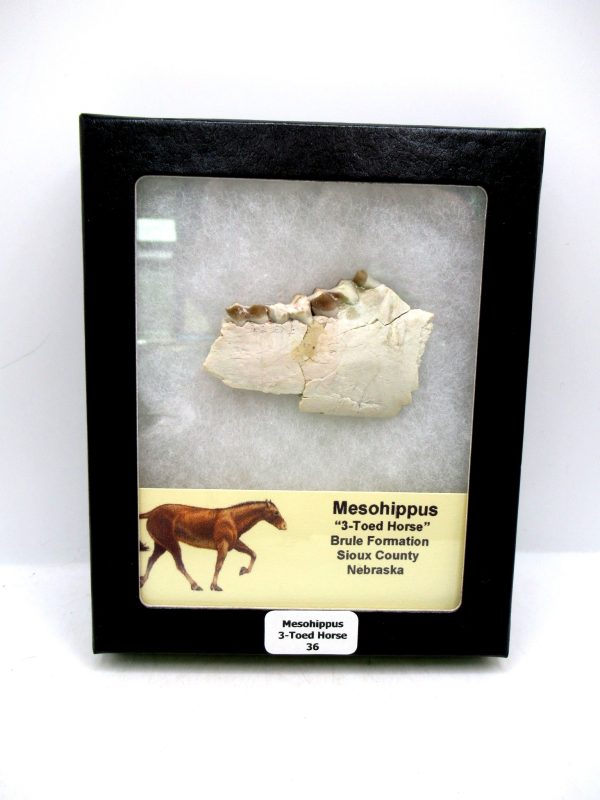 Nebraska Oligocene Mesohippus 3-Toed Horse Jaw Section 36 | Fossils for Sale Genuine Oligocene Age Mesohippus 3-Toed Horse Jaw Section Fossil for Sale from Nebraska #36