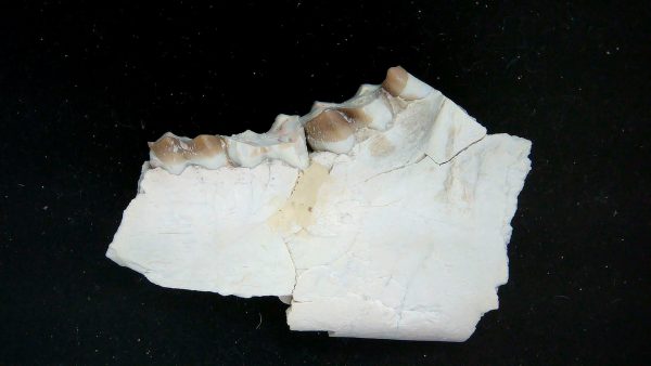Nebraska Oligocene Mesohippus 3-Toed Horse Jaw Section 36a | Fossils for Sale Genuine Oligocene Age Mesohippus 3-Toed Horse Jaw Section Fossil for Sale from Nebraska #36a