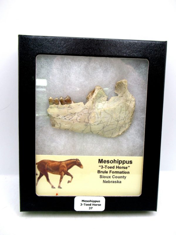 Nebraska Oligocene Mesohippus 3-Toed Horse Jaw Section 37 | Fossils for Sale Genuine Oligocene Age Mesohippus 3-Toed Horse Jaw Section Fossil for Sale from Nebraska #37