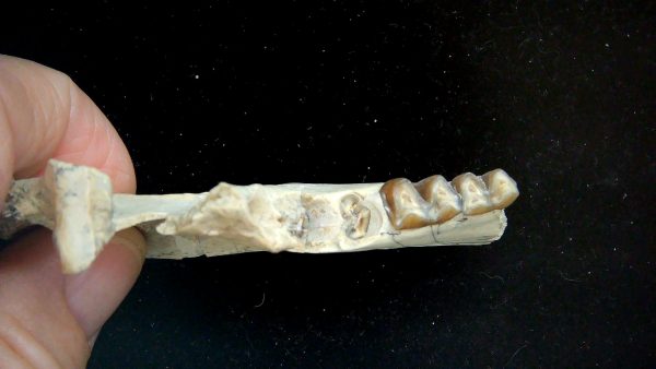 Nebraska Oligocene Mesohippus 3-Toed Horse Jaw Section 37c | Fossils for Sale Genuine Oligocene Age Mesohippus 3-Toed Horse Jaw Section Fossil for Sale from Nebraska #37c