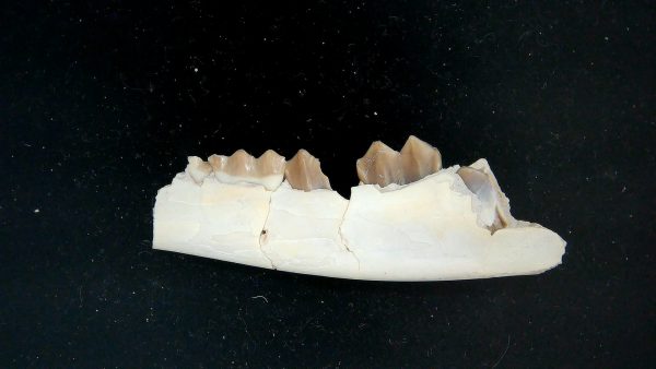 Nebraska Oligocene Mesohippus 3-Toed Horse Jaw Section 38b | Fossils for Sale Genuine Oligocene Age Mesohippus 3-Toed Horse Jaw Section Fossil for Sale from Nebraska #38b