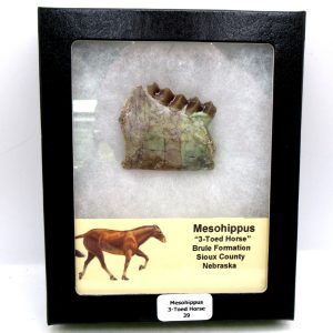 Genuine Oligocene Age Mesohippus 3-Toed Horse Jaw Section Fossil for Sale from Nebraska #39