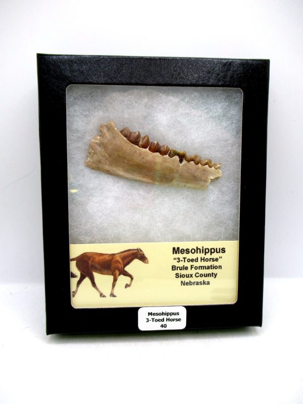 Nebraska Oligocene Mesohippus 3-Toed Horse Jaw Section 40 | Fossils for Sale Genuine Oligocene Age Mesohippus 3-Toed Horse Jaw Section Fossil for Sale from Nebraska #40