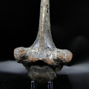 Russia Pleistocene Ice Age Bison Priscus Vertebra 1 | Fossils for Sale Genuine Pleistocene Ice Age Bison Priscus Vertebra Fossil For Sale From Russia #1
