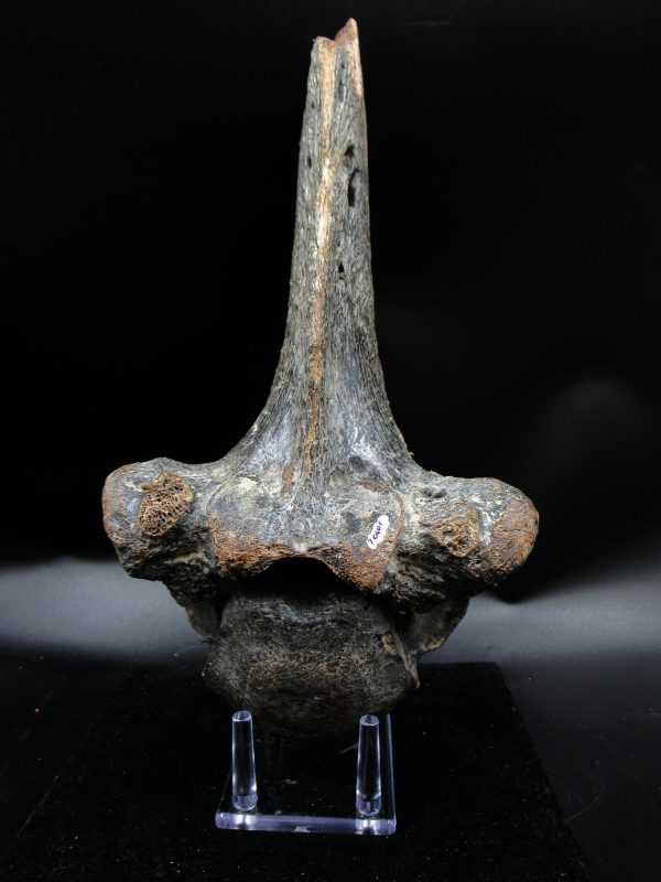 Russia Pleistocene Ice Age Bison Priscus Vertebra 1 | Fossils for Sale Genuine Pleistocene Ice Age Bison Priscus Vertebra Fossil For Sale From Russia #1
