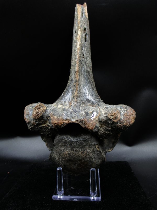 Russia Pleistocene Ice Age Bison Priscus Vertebra 1a | Fossils for Sale Genuine Pleistocene Ice Age Bison Priscus Vertebra Fossil For Sale From Russia #1a