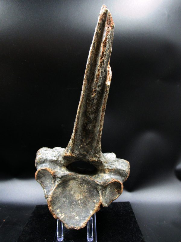 Russia Pleistocene Ice Age Bison Priscus Vertebra 1c | Fossils for Sale Genuine Pleistocene Ice Age Bison Priscus Vertebra Fossil For Sale From Russia #1c