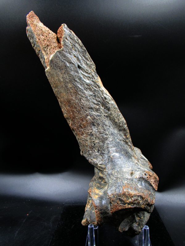 Russia Pleistocene Ice Age Bison Priscus Vertebra 1d | Fossils for Sale Genuine Pleistocene Ice Age Bison Priscus Vertebra Fossil For Sale From Russia #1d