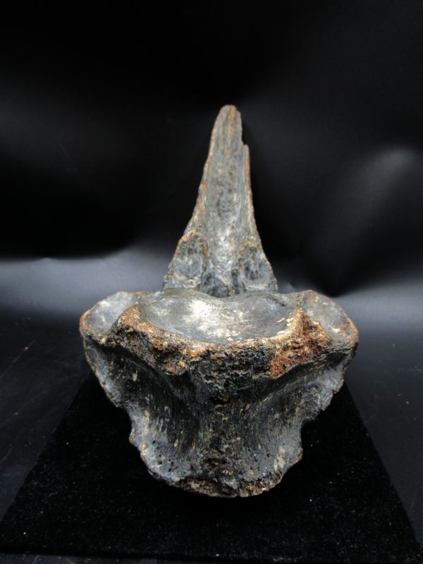 Russia Pleistocene Ice Age Bison Priscus Vertebra 1e | Fossils for Sale Genuine Pleistocene Ice Age Bison Priscus Vertebra Fossil For Sale From Russia #1e
