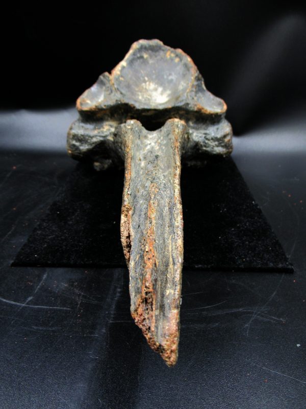 Russia Pleistocene Ice Age Bison Priscus Vertebra 1f | Fossils for Sale Genuine Pleistocene Ice Age Bison Priscus Vertebra Fossil For Sale From Russia #1f