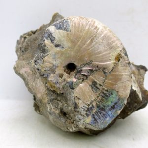 Genuine Cretaceous Age Scaphites Ammonite Fossil For Sale from South Dakota #43