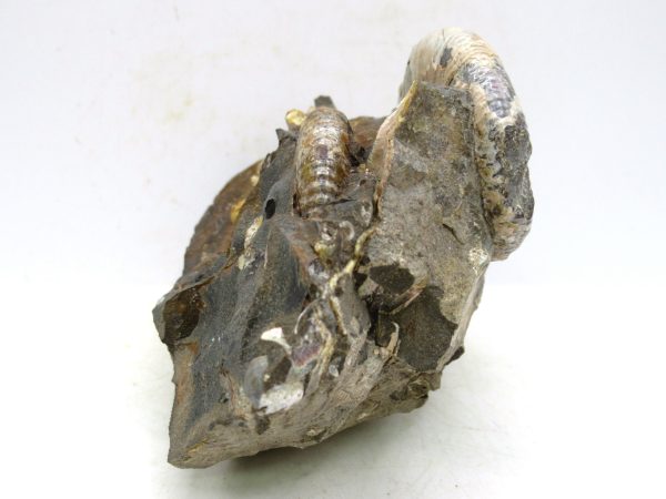 South Dakota Cretaceous Fossil Ammonite 43c | Fossils for Sale Genuine Cretaceous Age Scaphites Ammonite Fossil For Sale from South Dakota #43c